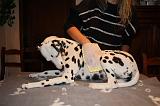 BAIN - DALMATIEN 048